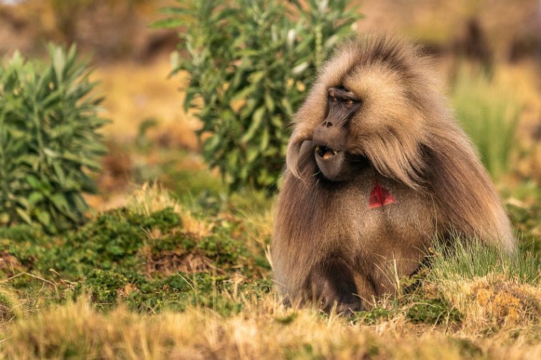 145 Simien Mountains, gelada.jpg